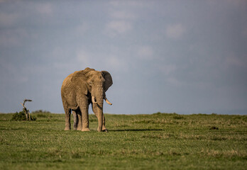 Naklejka na ściany i meble Large bull elephant on grassy field of Samburu, Kenya