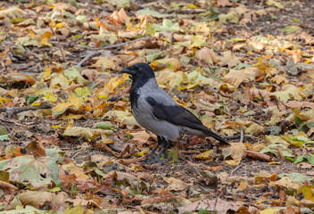 Crow in autumn leaves