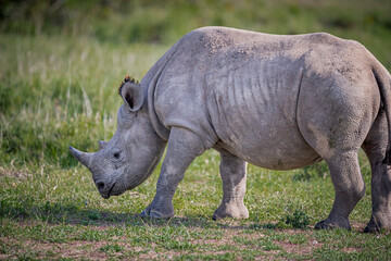Large white rhinoceros grazes in Samburu, Kenya