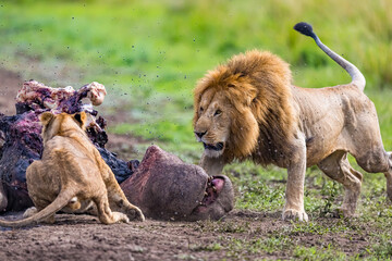 Male lion surrounded by flies scares away other lions protecting his kill © Jo