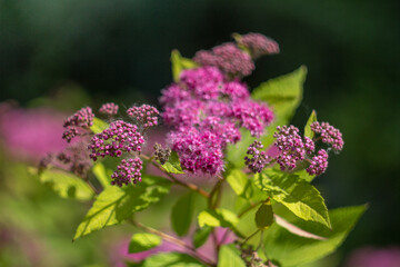 Bush with pink flowers