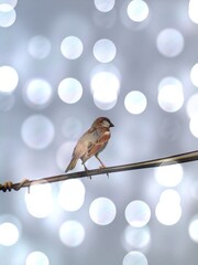 bird on a branch