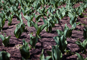 vegetables in the garden