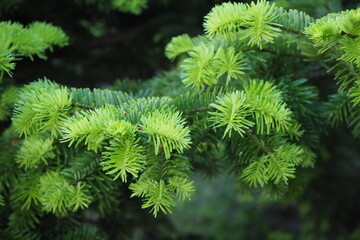 Igliwie sosny koreańskiej © EwaAF