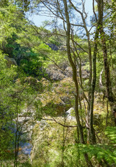 Fototapeta na wymiar Around Wairere Boulders in New Zealand
