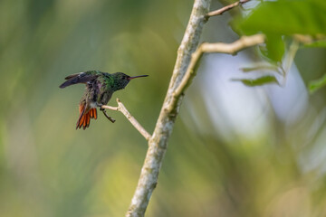 hummingbird on a branch 