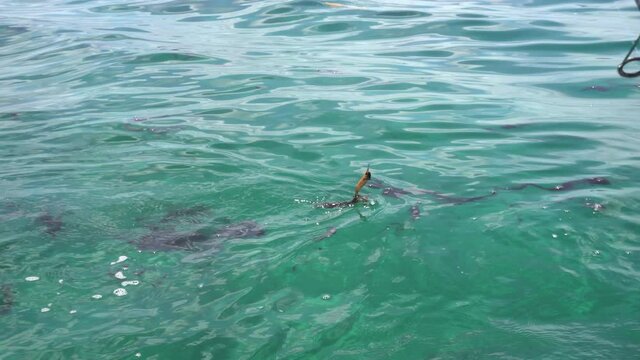 Fighting ink spraying lively squid cuttlefish fishing from saltwater ocean