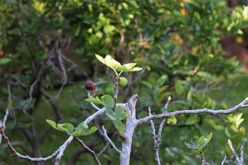 A beautiful fig tree in winter, almost no leaves left and some figs remaining.