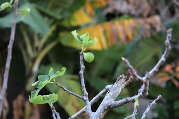 A beautiful fig tree in winter, almost no leaves left and some figs remaining.
