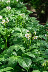 花咲くキタアカリの畑