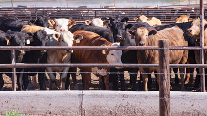 Cattle in a feed lot © Anne Lindgren
