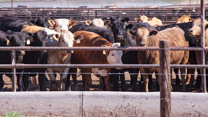 Cattle in a feed lot