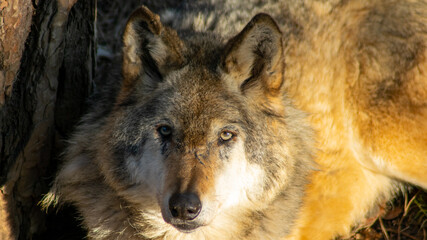 Wolf looking directly in camera