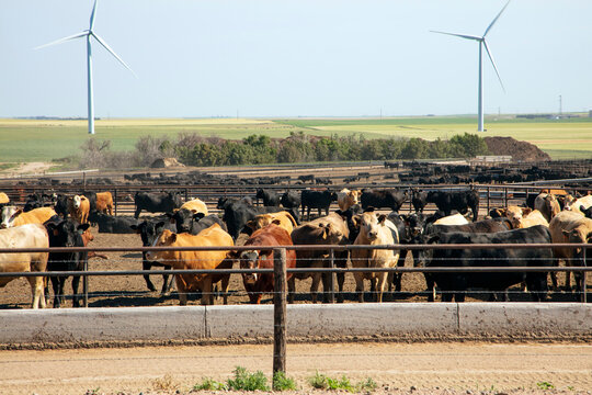 Cattle in a feed lot with wind turbines in the distance