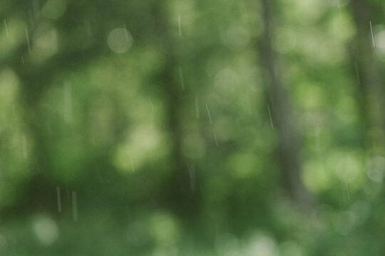rain in green forest