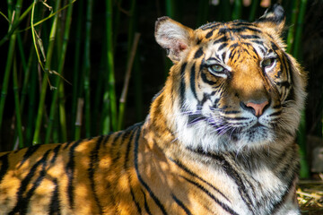 Tiger lying and relaxing in the jungle