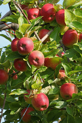 Pommes rouges dans l'arbre