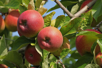 Pommes rouges dans l'arbre