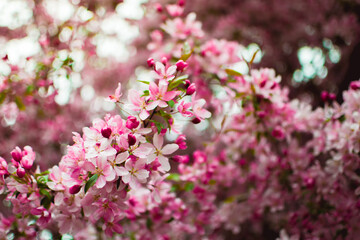 pink and white flowers bloom on a cherry branch