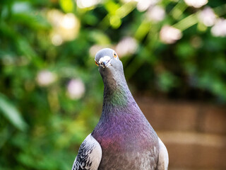 pigeon in the garden