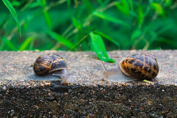 Two snails facing on a wall
