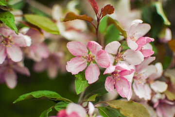 colourful pink cherry blossoms close-up with blurred background