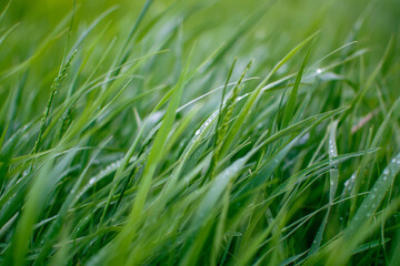fresh green grass in the wind background