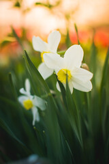 fresh green daffodils in spring garden, blurred background
