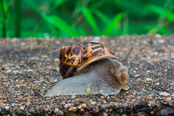 Close up view of a snail