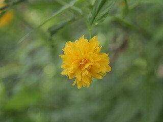 yellow flower