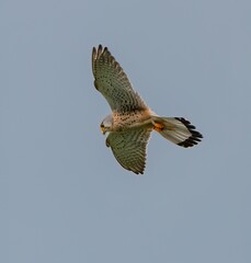 one falcon gliding high up in blue sky searching for prey