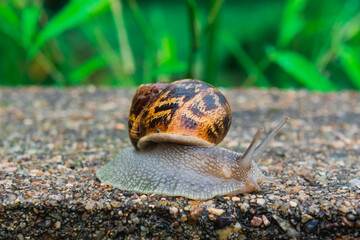 Close up view of a snail with its horns