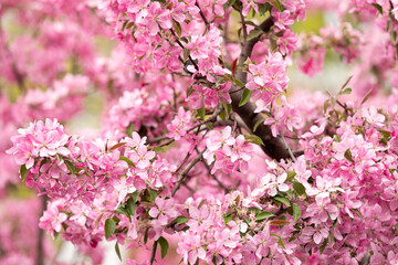 pink cherry blossoms