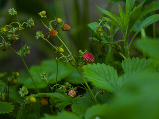 Poziomki © Stolik_po_prostu