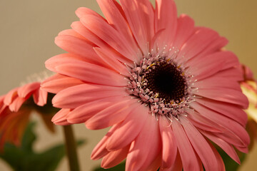 pink macro flower