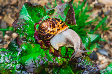 Snail crawling on a salad