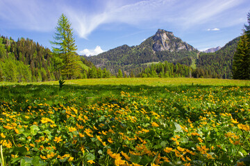 Fototapeta na wymiar Mountain summer landscape. Flowered field with the background of the mountains. Caltha palustris yellow flowers. Palafavera, Italy.