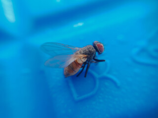 Fly close up