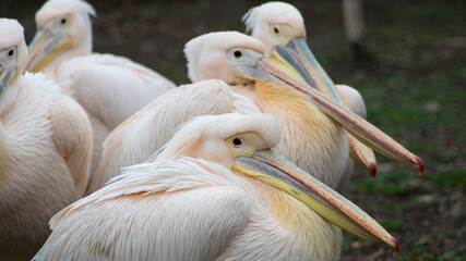 Pelican group waiting