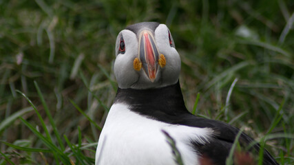 Naklejka premium Puffin in grass on Iceland