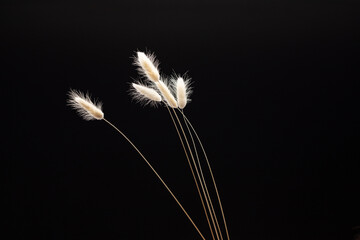 white dried flowers on black background