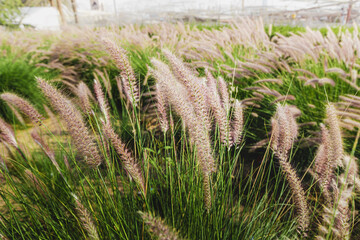 Pennisetum setaceum - a beautiful perennial plant from the grass family often used to decorate parks and gardens