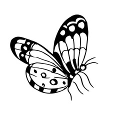 Butterflies insects graphic illustration hand-drawn vector doodle sketch. nature animals wings in flight