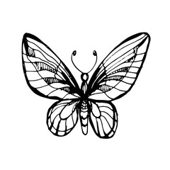 Butterflies insects graphic illustration hand-drawn vector doodle sketch. nature animals wings in flight