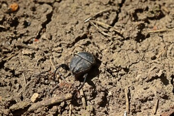 Matter Pillendreher (Sisyphus scharfferi)