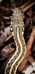 snake in a tree