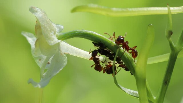 Ameisen melken Blattl&auml;use auf Gr&uuml;nlicher Waldhyazinthe (Platanthera chlorantha)