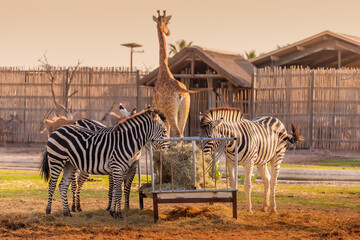 Fototapeta na wymiar Several Zebras are eating fresh hay and mixed feed against the background of a giraffe going to the gates of the zoo and safari park.