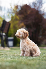 little dog maltipu walks on green grass in the park