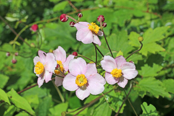 Japanese anemone flowers